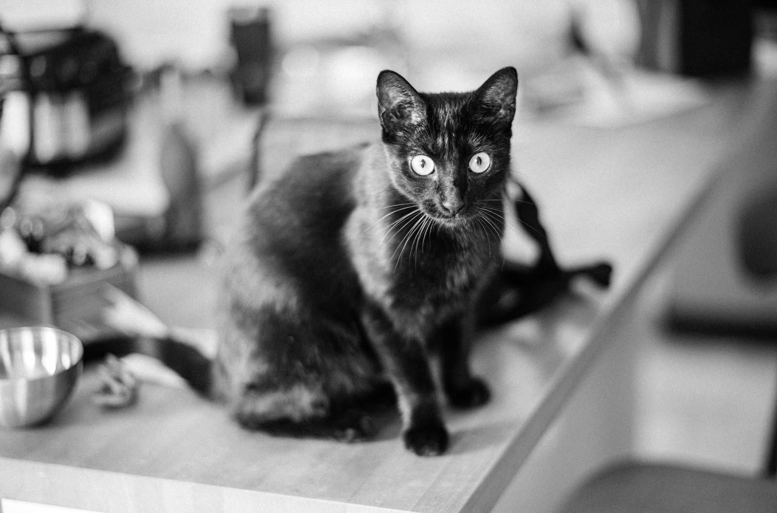 new (unnamed) kitty